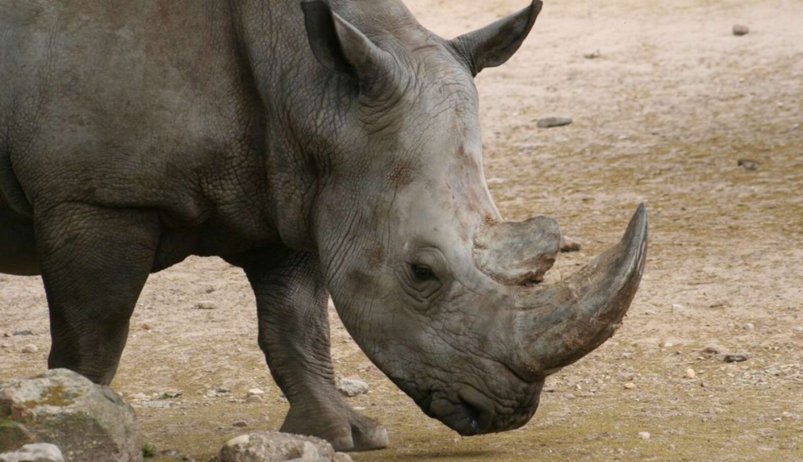 Warren Buffett’s Son Pledges $24M To Save Rhinos - The Dodo