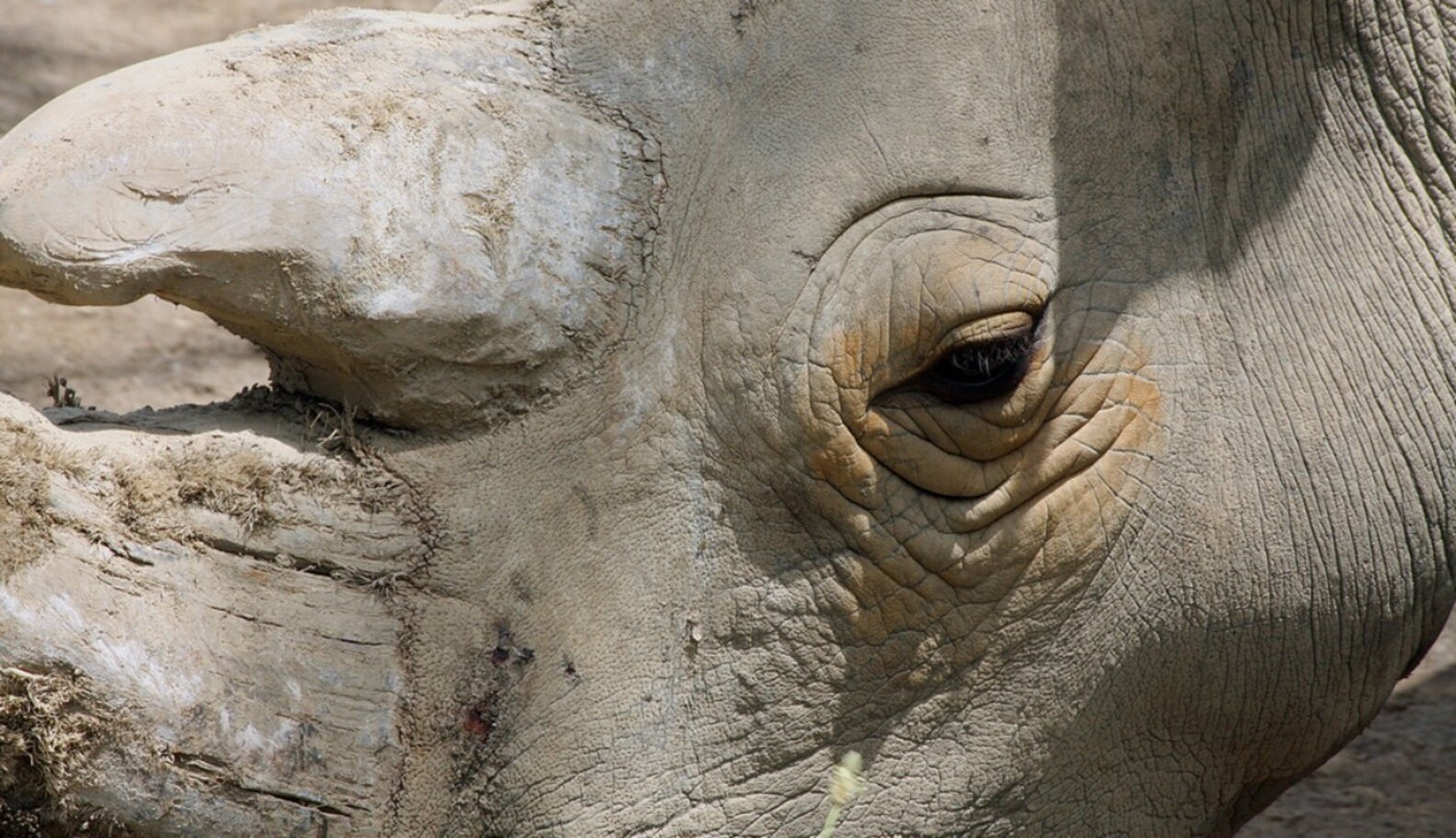 These Animals Are Nearly Extinct, And Still Being Poached The Dodo