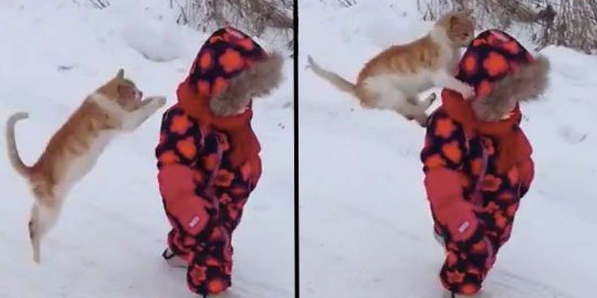 cat wrestling toy