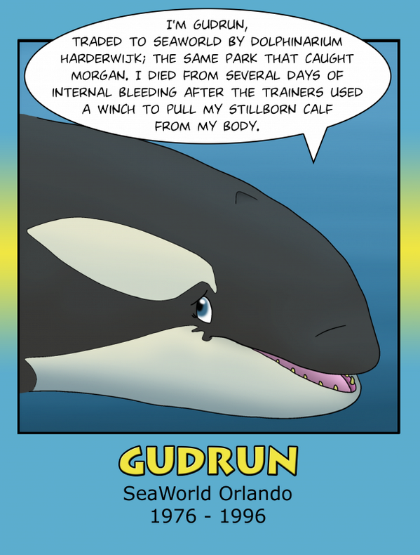 As I restart the list, here's forgotten #Blackfish Gudrun.  http://t.co/Kf5wanVD9a” - The Dodo