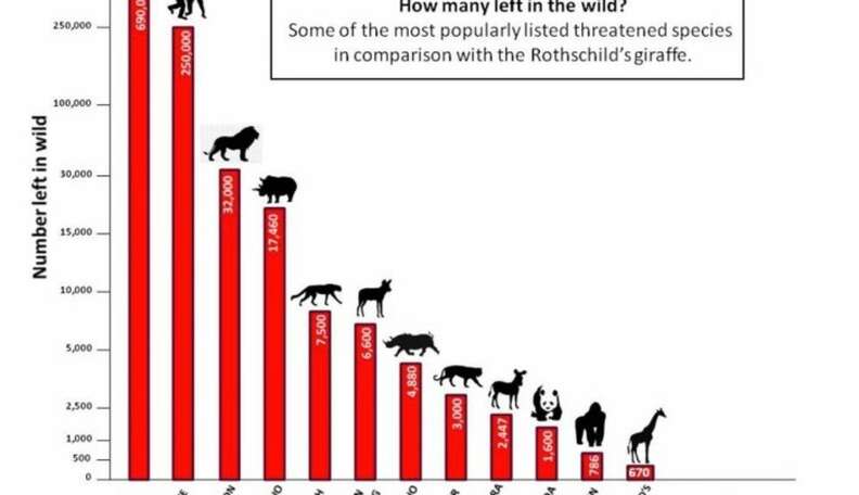 Kickstarter Campaign for New Documentary To Raise Awareness for Giraffe