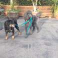 Rescued Rottweiler Lets Doggie Friends Take Her For Walk
