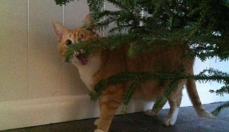 13 Cats Who Are Baffled By The Whole Christmas Tree Thing - The Dodo