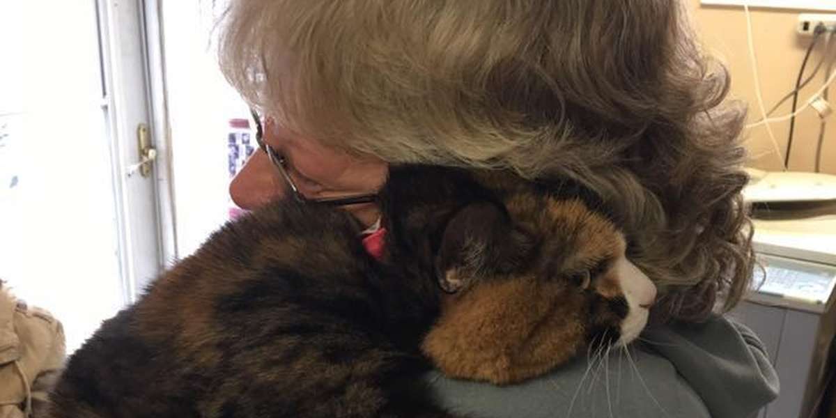 Shelter Cat Hugs The Woman Who Saved Her Life - The Dodo