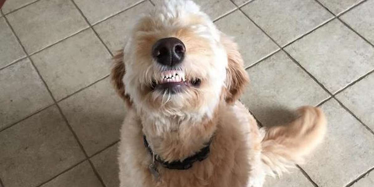goldendoodle smile
