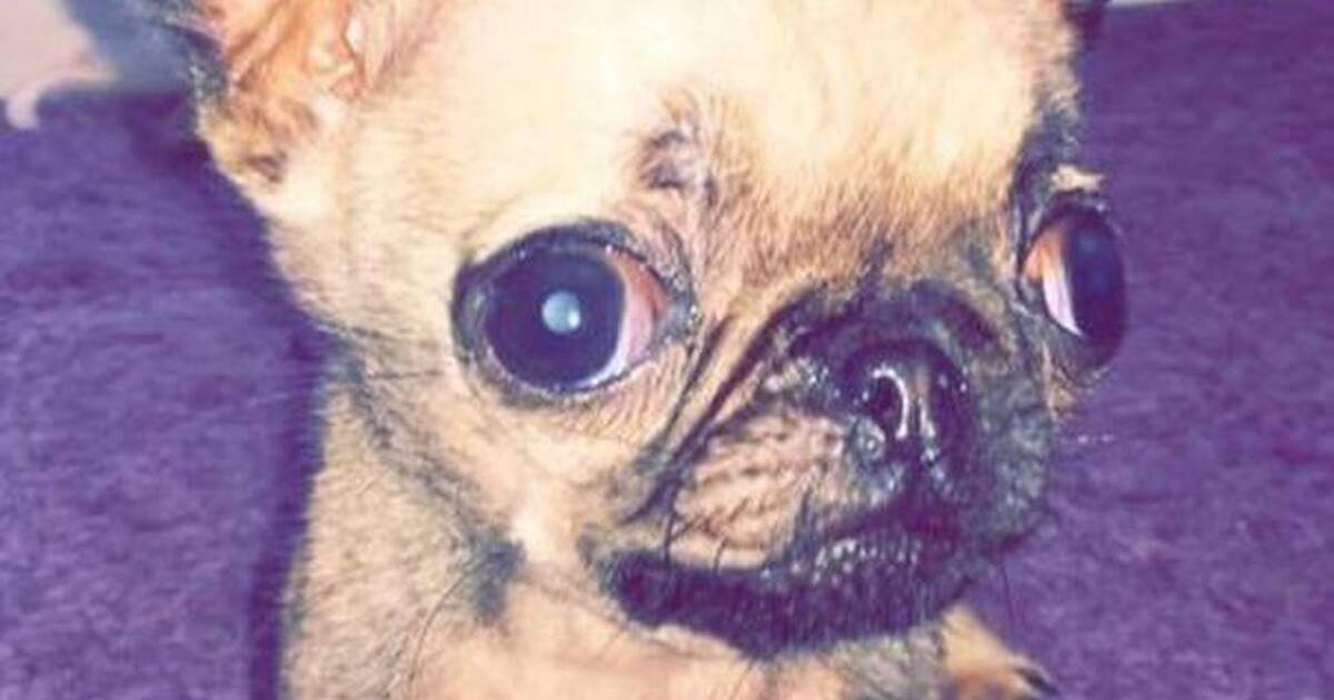 Tiny Puppy's Tragic Death Is Proof That Puppy Mills Are Dangerous - The Dodo