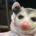 Baby Opossums Get Wrapped Up In Little Burritos
