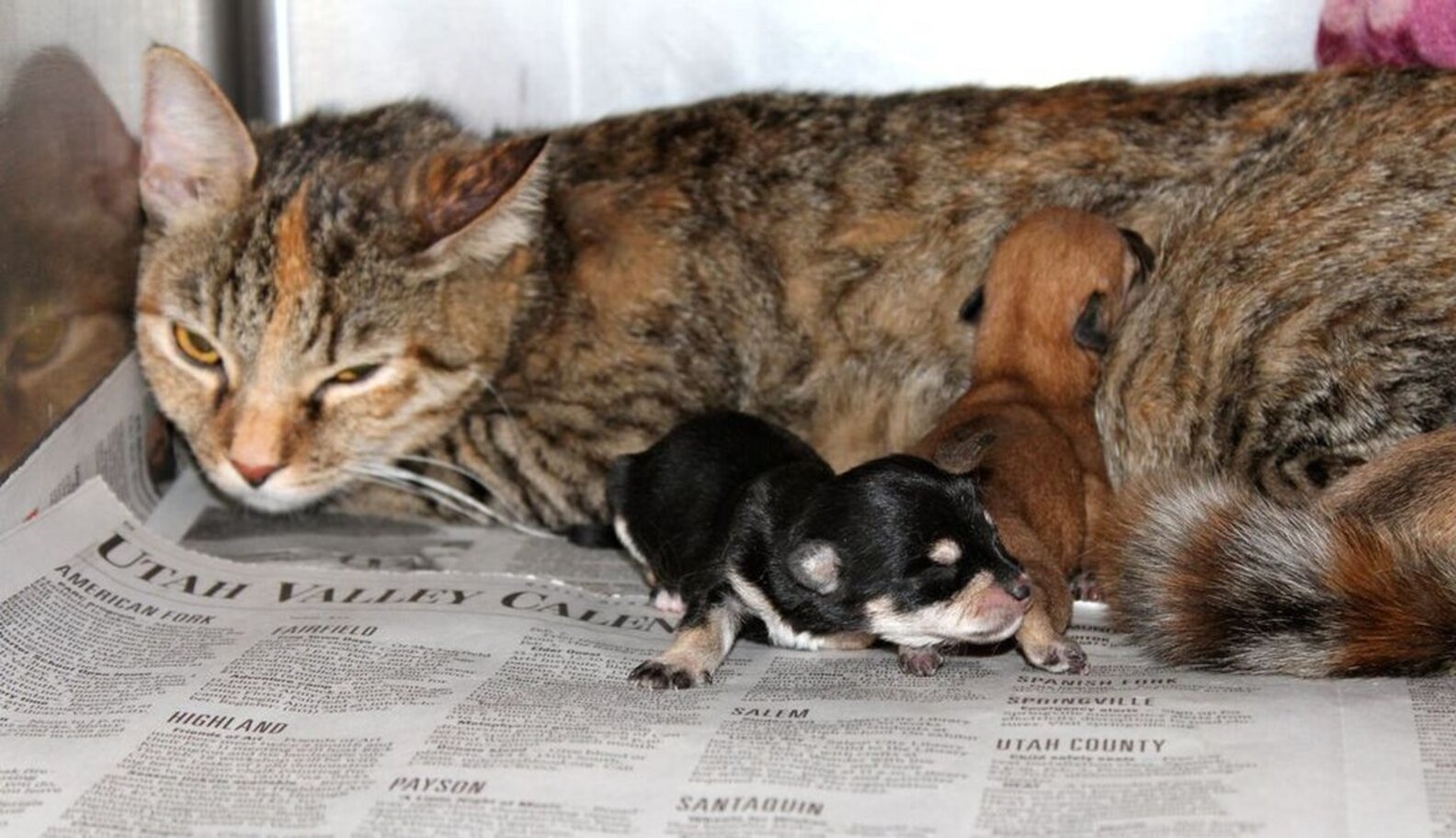 Shelter Cat 'Wet Nurse' Cares For Tiny Orphaned Puppies The Dodo