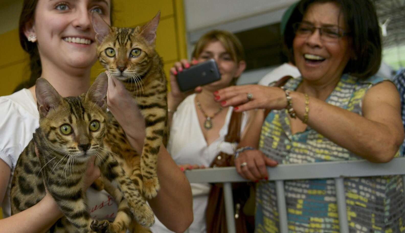 Amazing Faces From The World's Cattiest Pet Fair - The Dodo