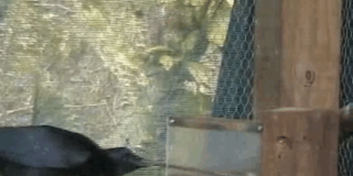 Watch Crows Puzzle Through Problems - The Dodo