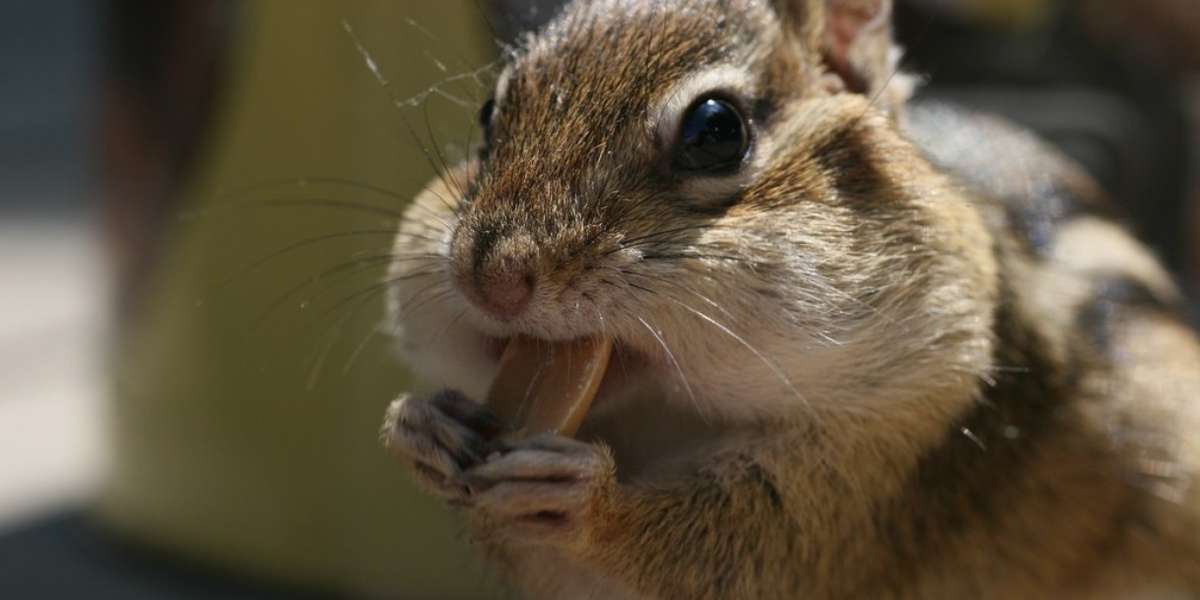 6 Chipmunks That Can Fit More In Their Cheeks Than You Can Fit In A 4229