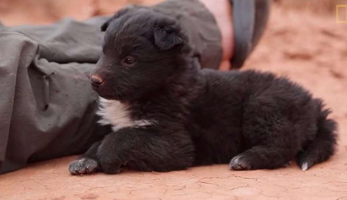 Hikers Stumble Upon Abandoned Puppy, Decide To Keep Him - The Dodo