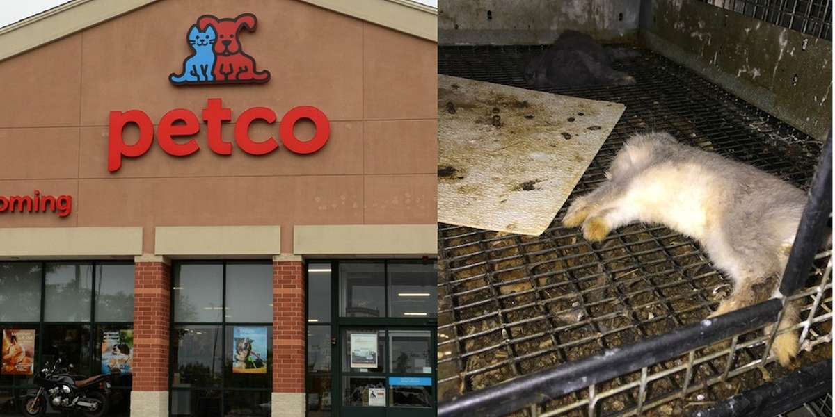 cat lax petco