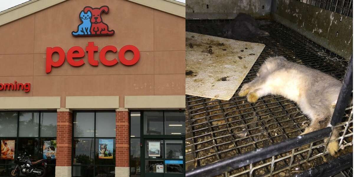 The nearest petco to my deals location
