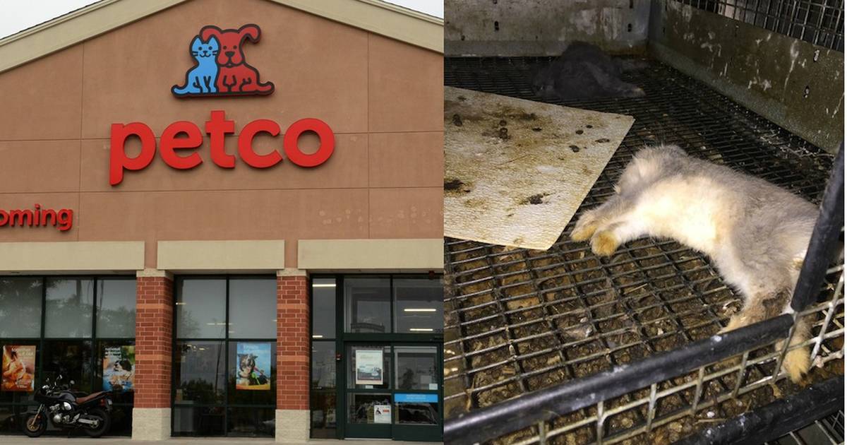 Show me outlet the closest petco