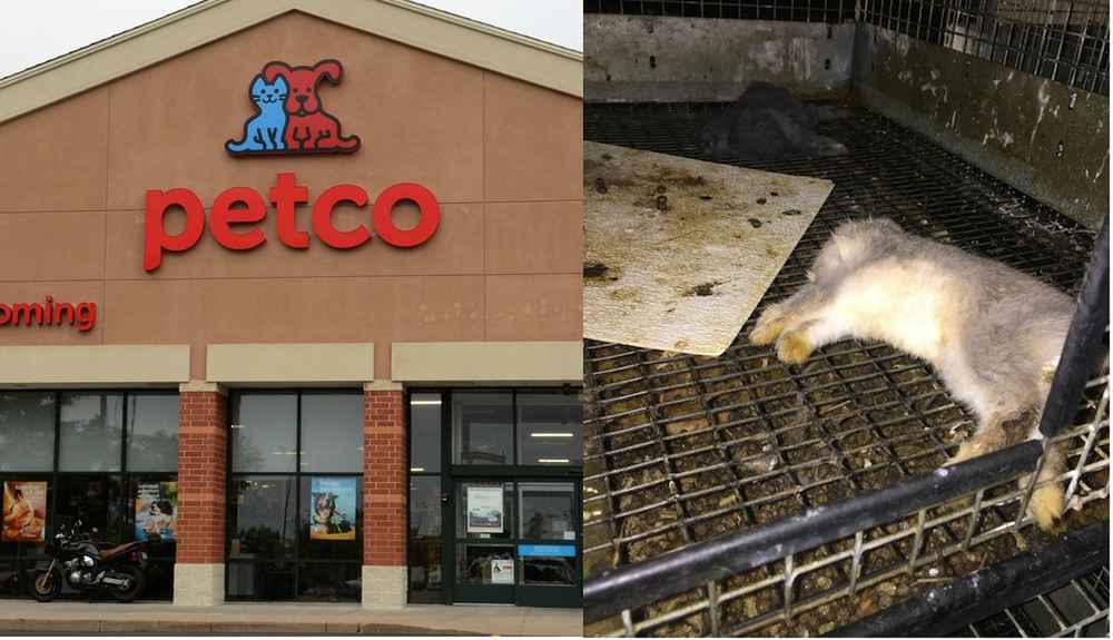 This Is Where Petco And Petsmart Get Their Animals The Dodo