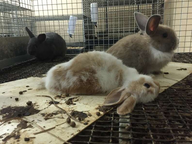 pet store animals in cages