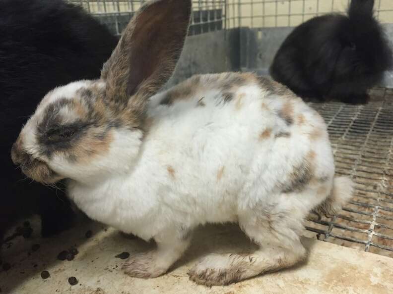 Dwarf bunnies for 2024 sale at petco