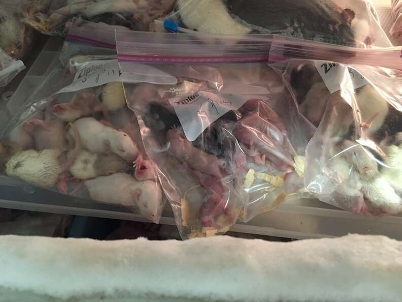 Sick, dead animals found at supplier of hamsters, guinea pigs