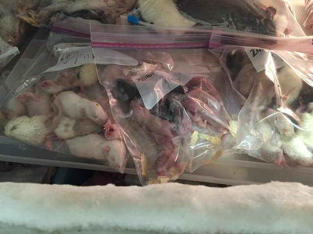 This Is Where Petco And Petsmart Get Their Animals The Dodo