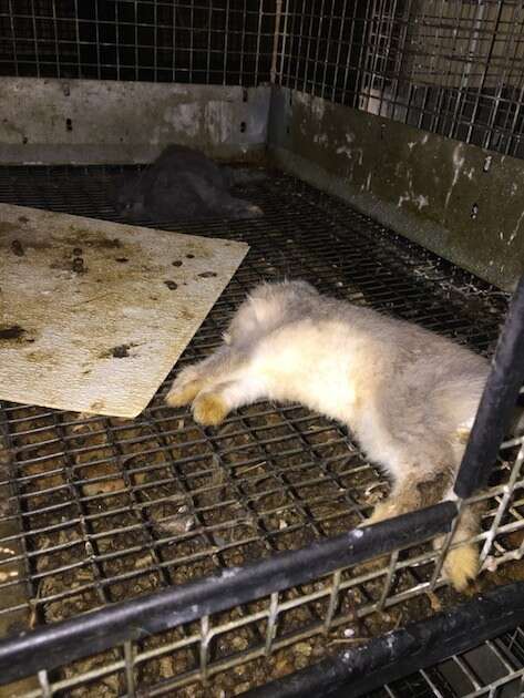 pet store animals in cages