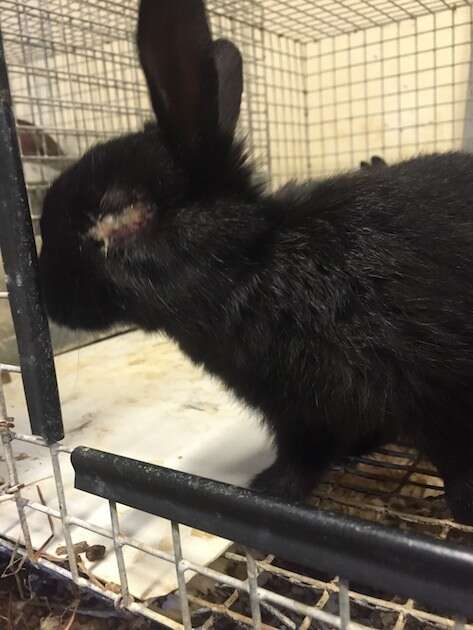 Bunnies for clearance sale petsmart