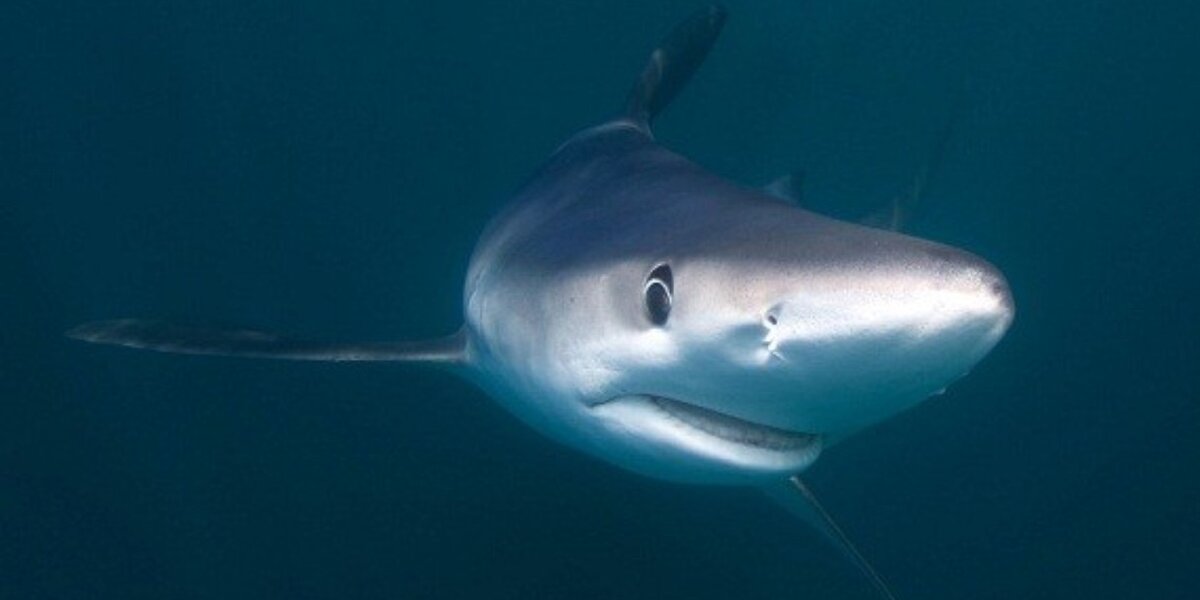 Massachusetts Takes A Step Forward For Sharks The Dodo