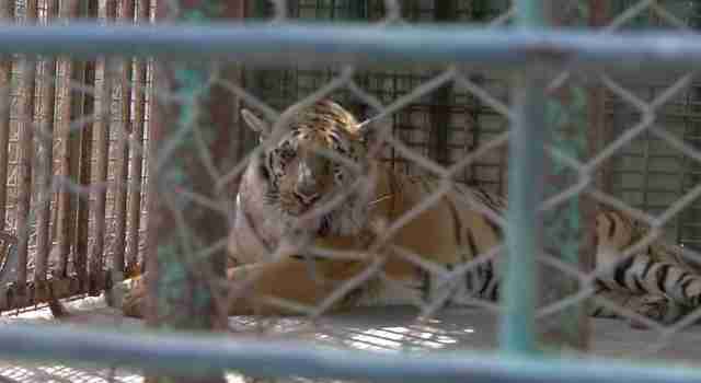 Nightmare Zoo Has More Dead Animals Than Living Ones - The Dodo