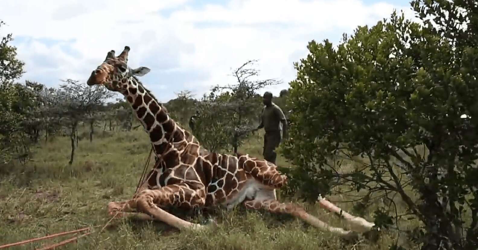 Giraffe With Metal Ring Around His Ankle Gets Help From Rescuers - The Dodo