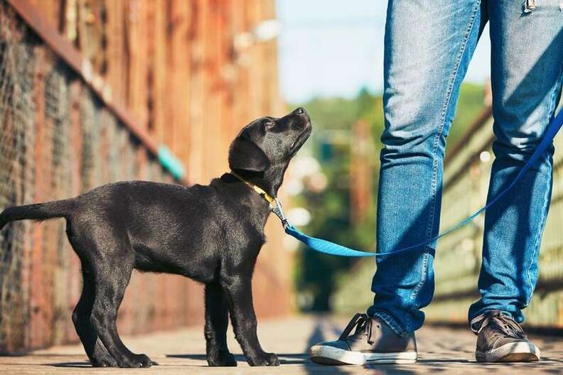 Tips for first-time dog owners - The Dodo