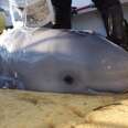 Kids Save Baby Beluga Whale Who Washed Up On Shore