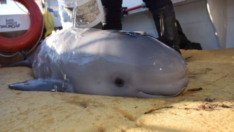 BABY BELUGA WAS SHOT IN HIS BACK! OMG! We are devastated right now