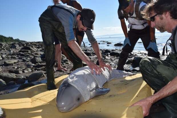 Kids Save Baby Beluga Whale Who Washed Up On Shore The Dodo