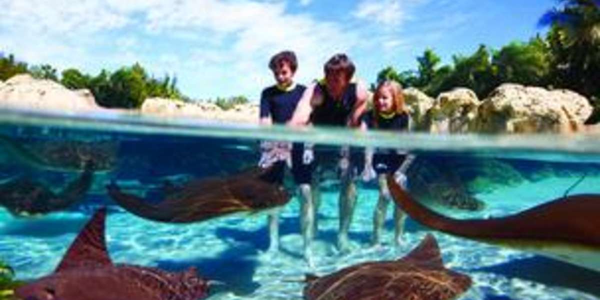 Blackfish Backlash Artists and bands pull out of SeaWorld Orlando