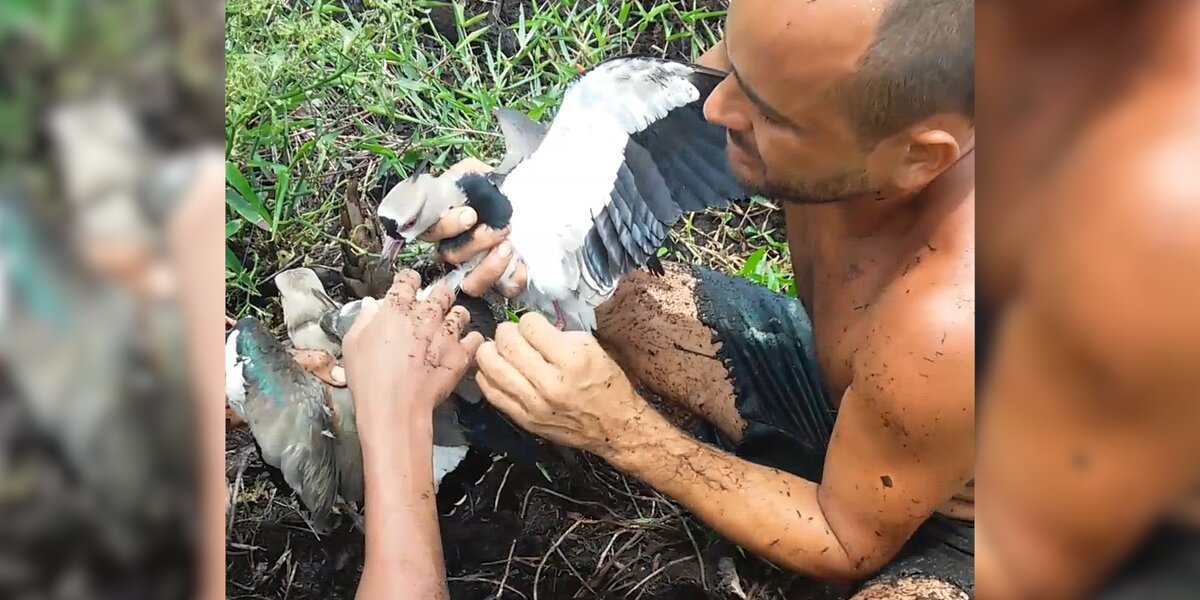 Person Rescuing Bird Birds Rescued From Kite String - The Dodo