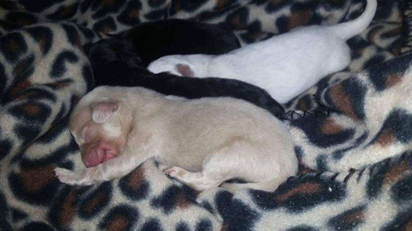 Puppies rescued from backyard breeder