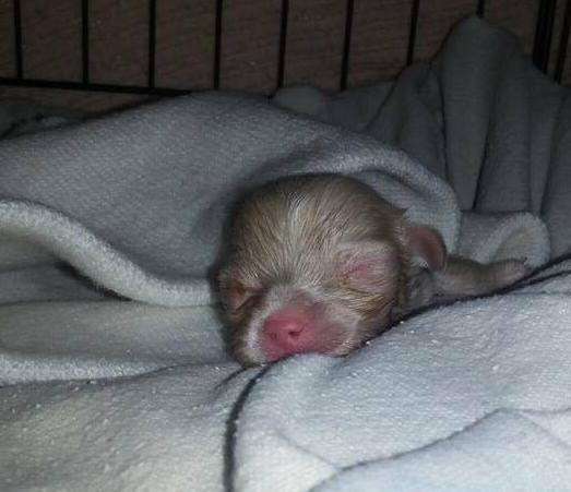 Albino puppy rescued from backyard breeder