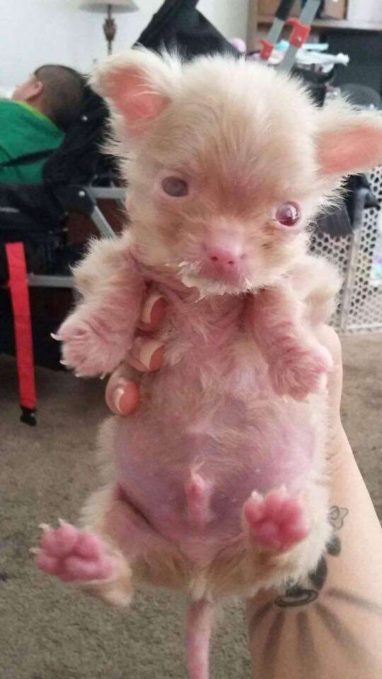 Albino puppy rescued from backyard breeder