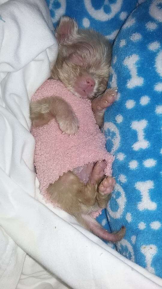 Albino puppy rescued from backyard breeder