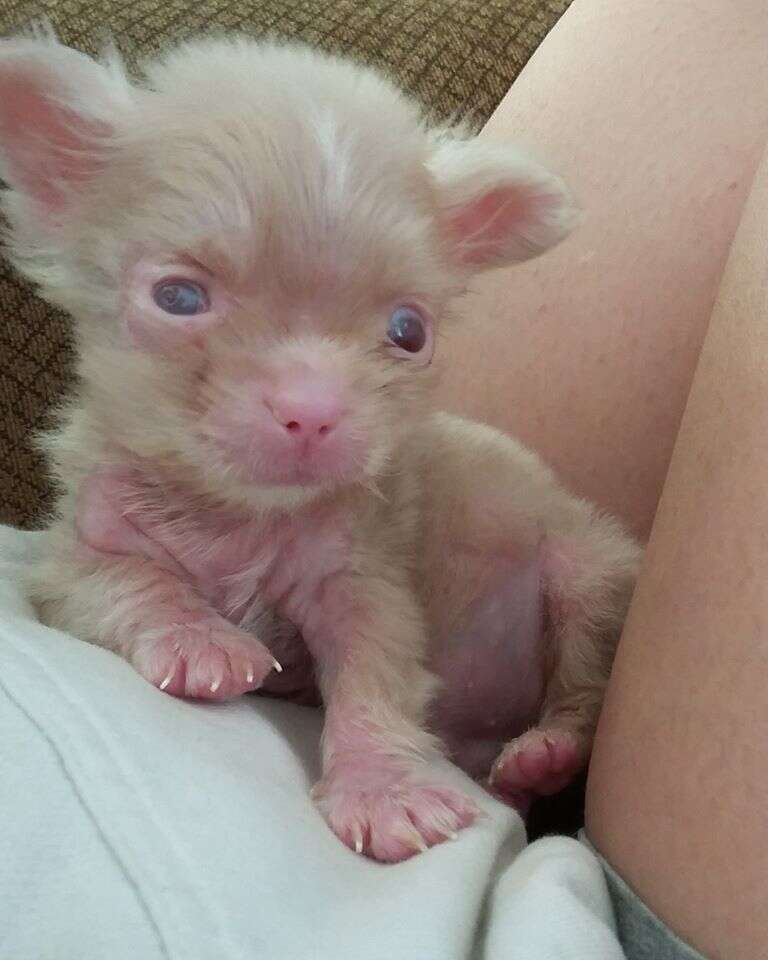 Albino puppy rescued from backyard breeder