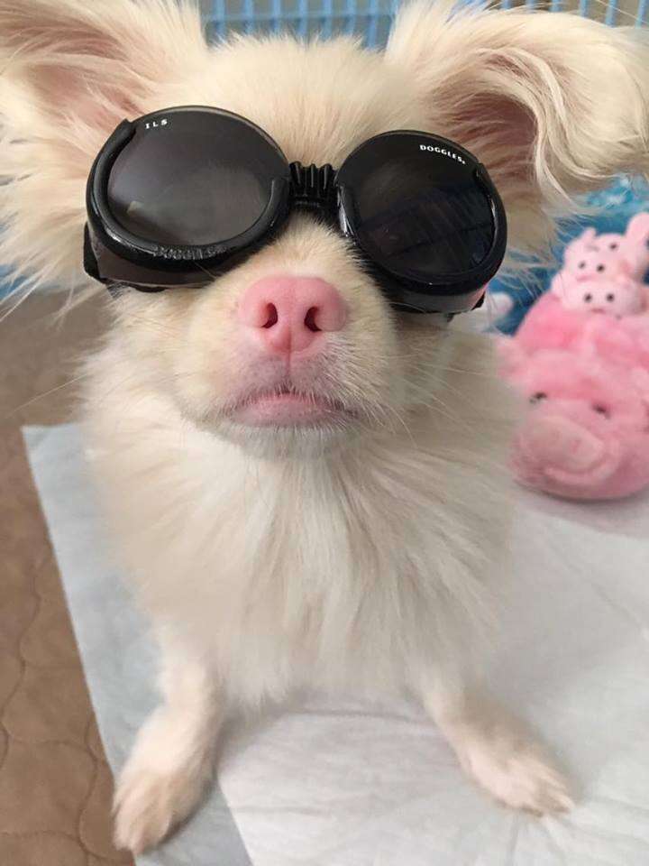 Albino puppy wears goggles to protect his eyes