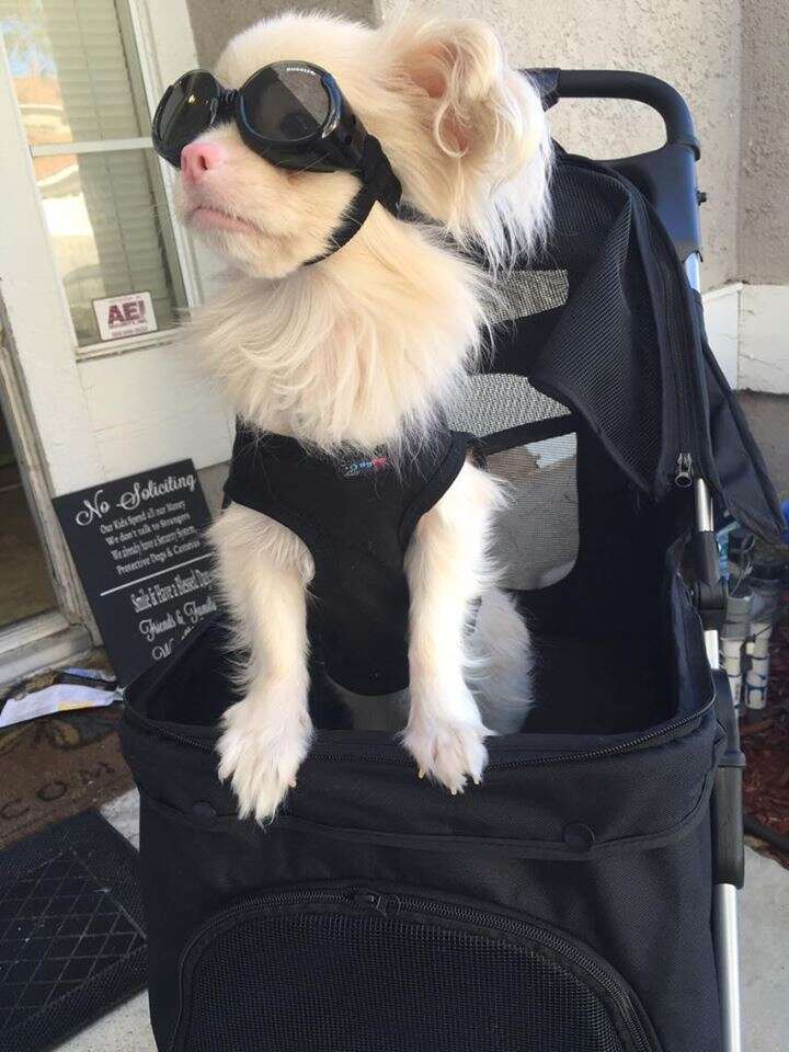 Albino puppy wears goggles to protect his eyes