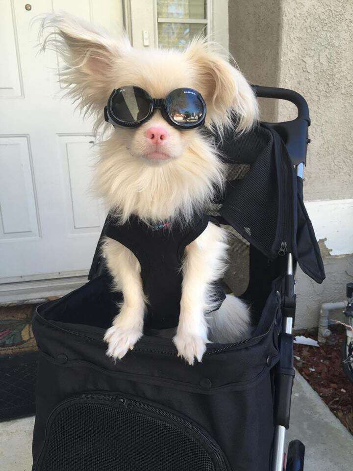 Albino puppy wears goggles to protect his eyes