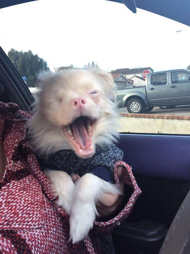 Albino puppy rescued from backyard breeder