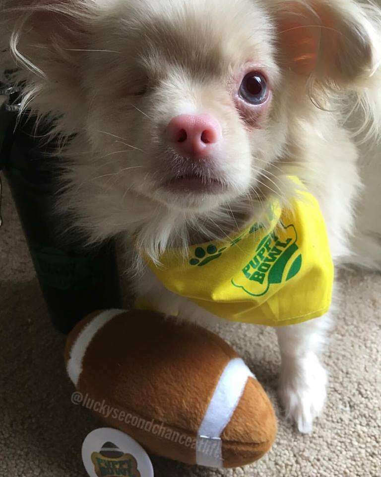 Albino puppy rescued from backyard breeder