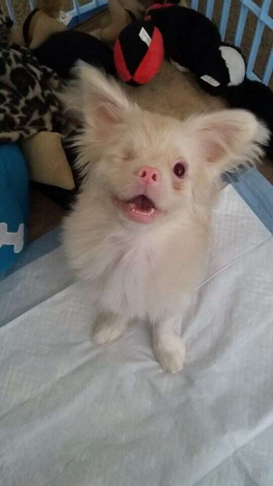 Albino puppy rescued from backyard breeder