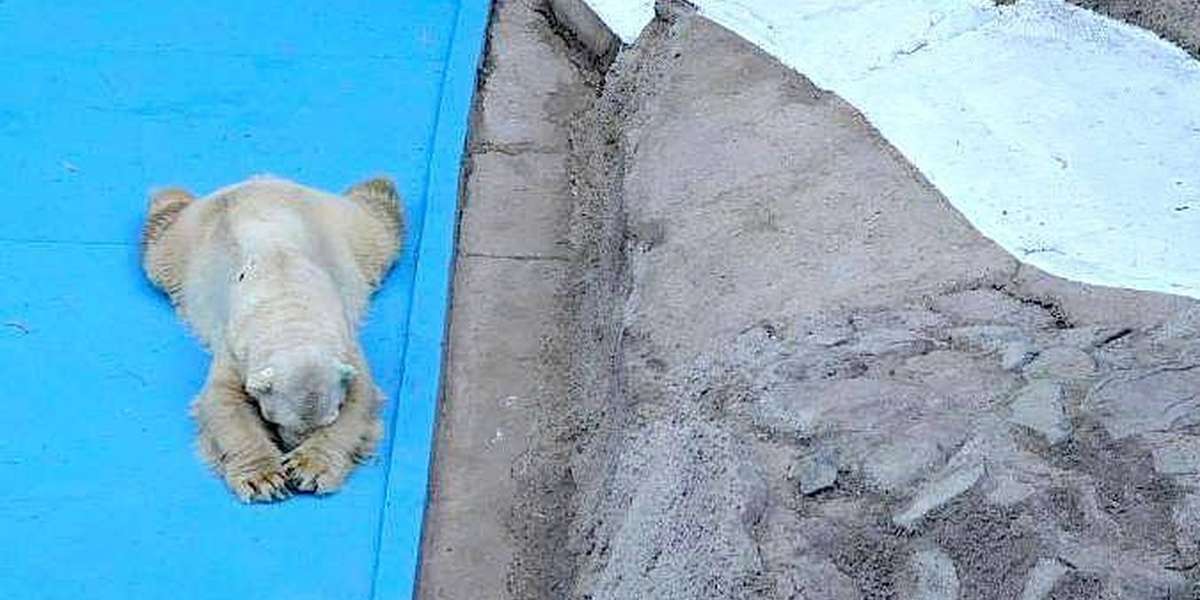 World's Saddest Polar Bear Dies After 22 Years In Concrete Pit - The Dodo