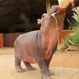 Tiny Baby Hippo Found In Mud Pit Loves Her New Family
