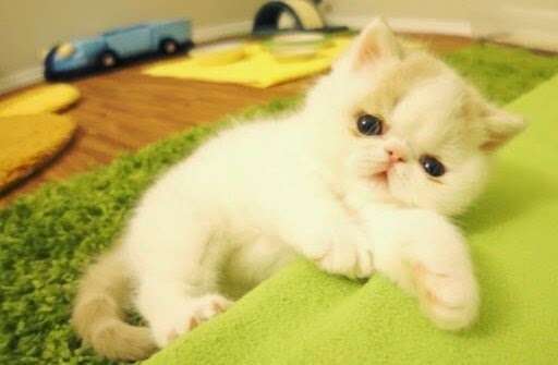 http://catsandkittensfree.blogspot.com/2015/04/watch-this-adorable-kitten-bark-like.html