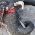 Carnage! The Business of Killing Elephants